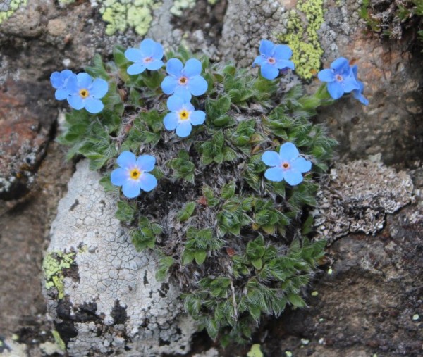 Foto vom 2. Juli, Naturstandort Dolomiten (© Spender 55)