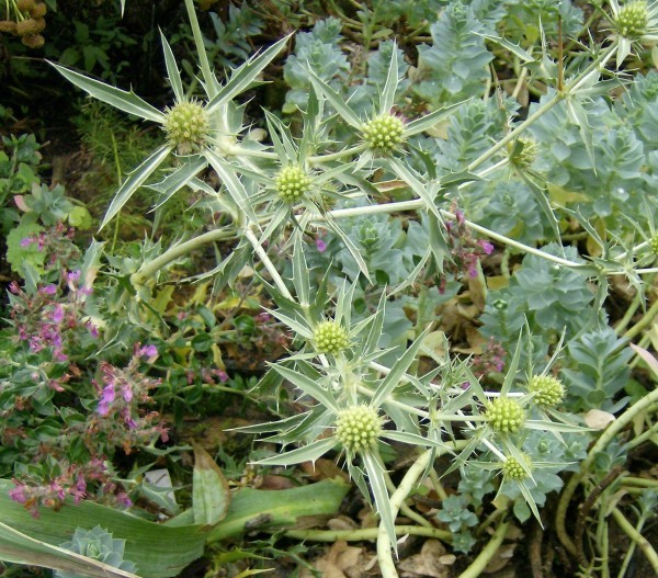 Eryngium campestre; Foto mit Euphorbia myrsinites (© Spender 240)