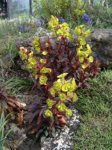 Foto vom 14. April, Sorte 'Purpurea' (© Spender 55)
