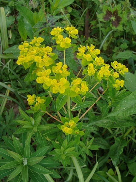 Foto vom 24. April (© Spender 55)