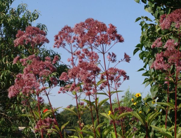 Eutrochium fistulosum 'Riesenschirm', Foto vom 5. September  (© Spender 55)