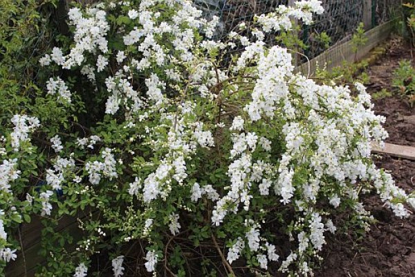 Exochorda x macrantha 'The Bride', Foto vom 1. Mai (© Spender 55)