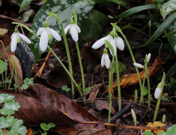 G. reginae-olgae ssp. reginae-olgae, Foto vom 27. Oktober. (© Spender 55)