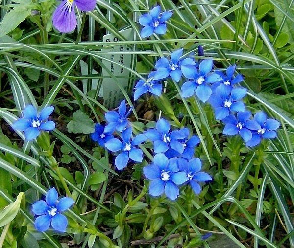 Gentiana verna ssp. pontica (© Spender 240)