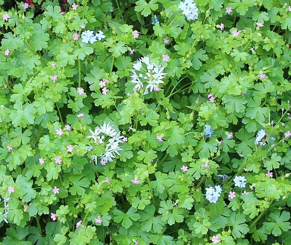 Geranium lucidum mit Bärlauch (© Spender 55)