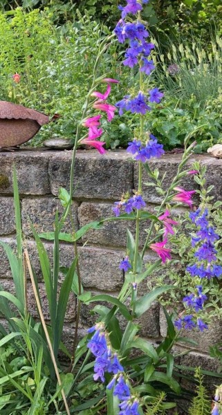 Gladiolus italicus (mit Natternkopf).  Bild vom 5. Juni (© Spender 419)