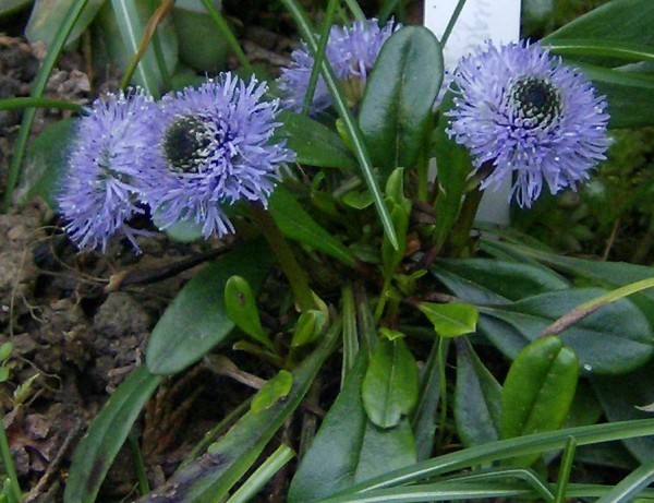 Pflanze im Garten (© Spender 240)