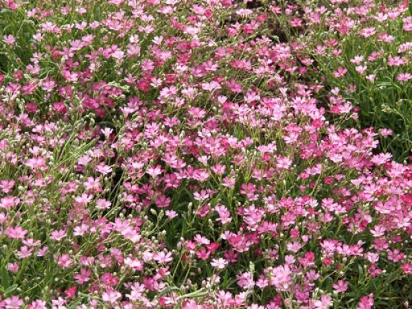 Gypsophila repens 'Rosa Schönheit' (© Spender 319)