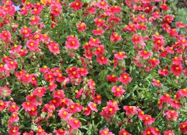 Helianthemum `Ben Affleck´ x `Diana´ (© Spender 55)