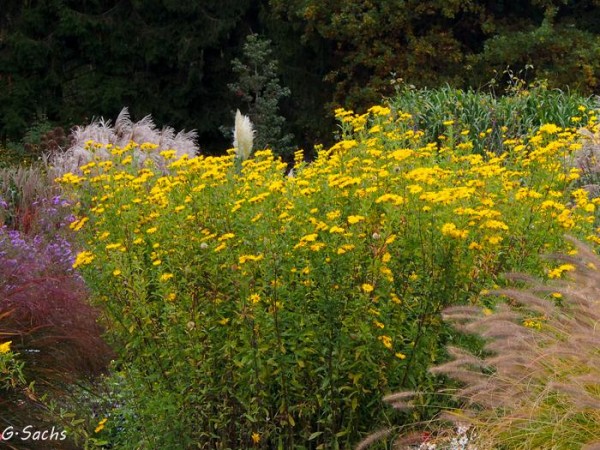 Heterotheca villosa 'Golden Sunshine', Foto vom 12.10. (© Spender 319)