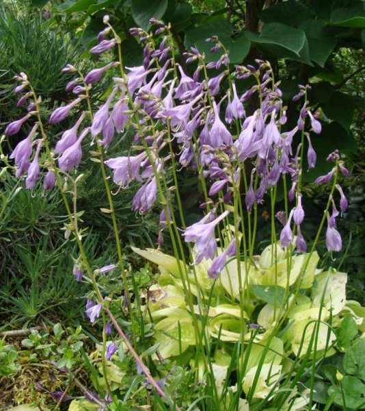 Hosta nakaiana `Hydon Sunset´, Foto vom 4.7. (© Spender 55)