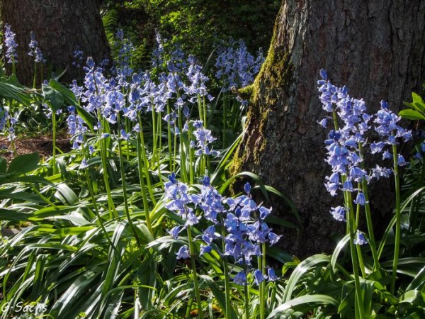Foto vom 11.Mai (© Spender 319)