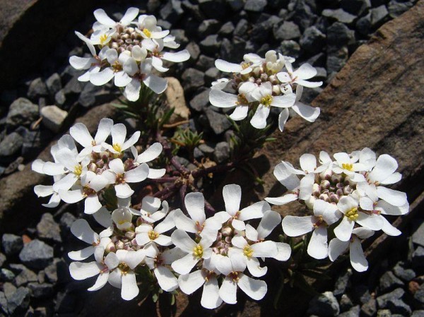 Iberis carnosa, Foto vom 1.4. (© Spender 55)