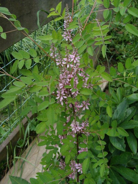 Indigofera heterantha, Foto vom 24.6. (© Spender 55)