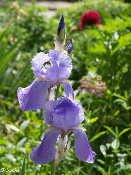 Iris barbata `Lovely Again´, Foto vom 30.5. (© Spender 319)