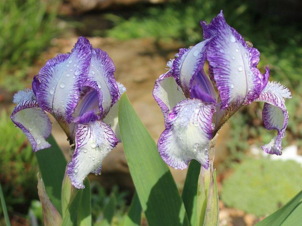 Iris barbata nana Sorte, Foto vom 24.4. (© Spender 55)