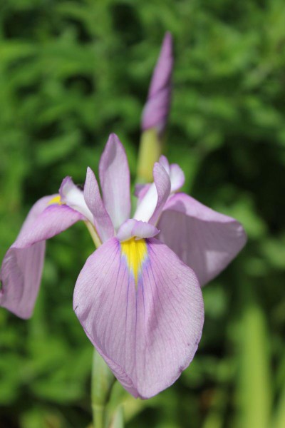 Iris ensata `Darling´, Foto vom 8.6. (© Spender 86)