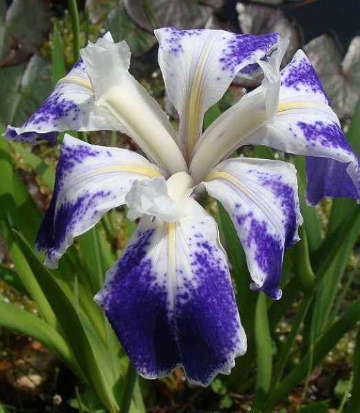 Iris laevigata `Mottled Beauty´, Foto vom 13.5. (© Spender 55)