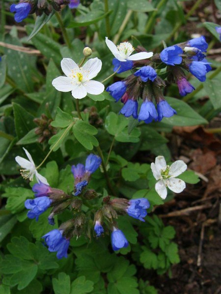 Zusammen mit Pulmonaria, Foto vom 14.4. (© Spender 55)