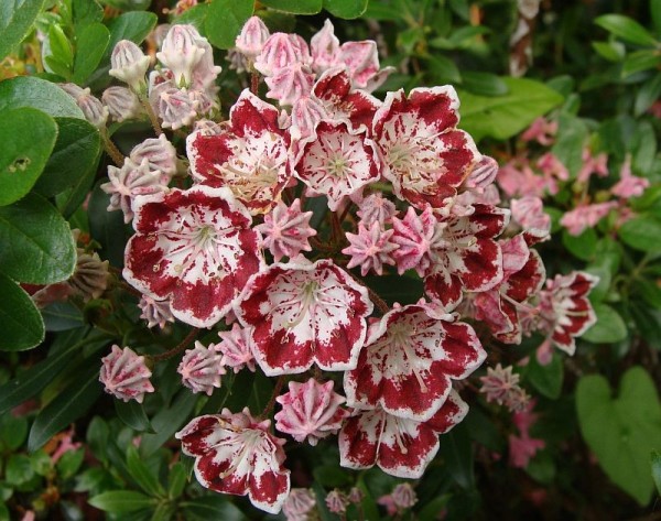 Kalmia latifolia `Minuett´, Foto vom 19. Mai (© Spender 55)