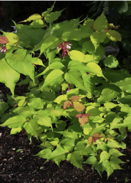 Leycesteria formosa 'Golden Lanterns' (© Spender 335)