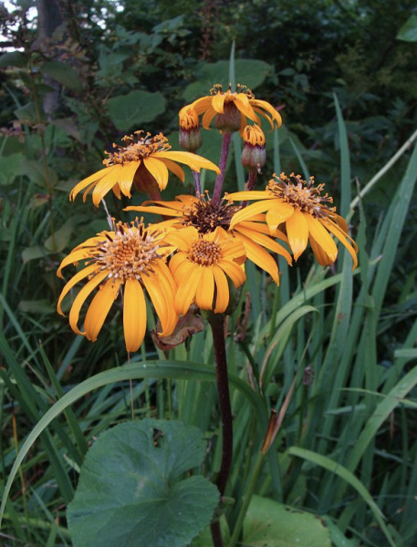 Ligularia dentata 'Othello', Foto vom 18. August (© Spender 55)