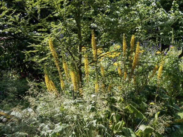 Ligularia przewalskii (© Spender 319)