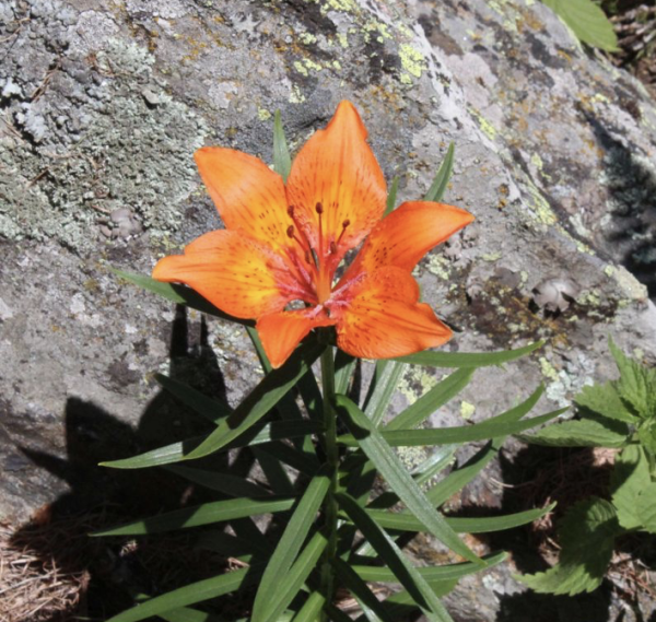 Foto vom 25. Juni am Naturstandort (© Spender 55)