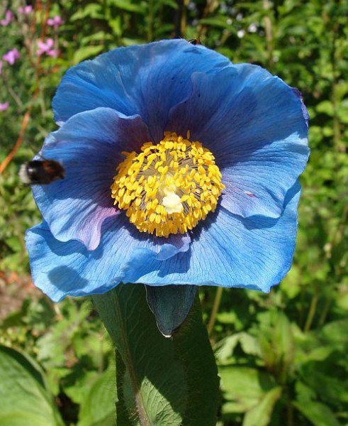 Meconopsis betonicifolia `Fertile Blue´, Foto vom 6.5. (© Spender 55)