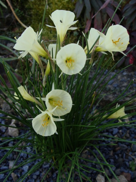 Narcissus bulbocodium 'Spoiret', Foto vom 1. März (© Spender 55)