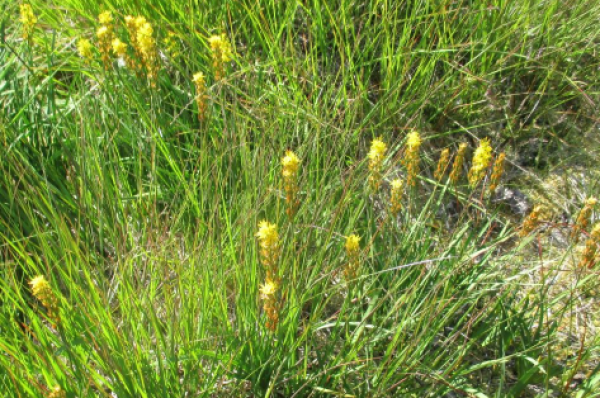 Foto vom 24. Juli am Naturstandort Hohes Venn (© Spender 240)