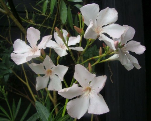 Nerium oleander, Foto vom 24. Juni (© Spender 55)