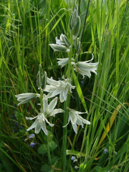 Foto vom 20.5. (© Spender 55)