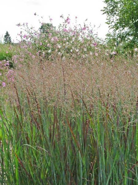 Panicum virgatum 'Heiliger Hain', mit Althaea cannabina im Hintergrund, Foto vom 6. September (© Spender 319)