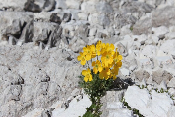 Foto vom 1. Juli, Naturstandort Dolomiten (© Spender 55)