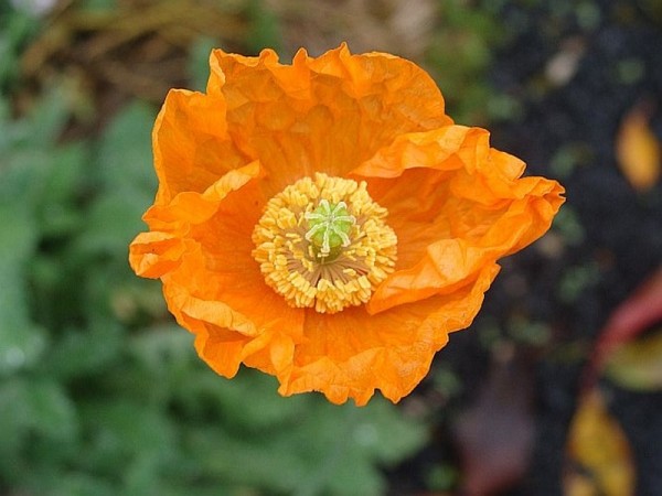 Foto vom 25. Oktober (© Spender 55)