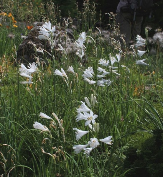 Foto vom 19. Juni, im botanischen Garten (© Spender 55)