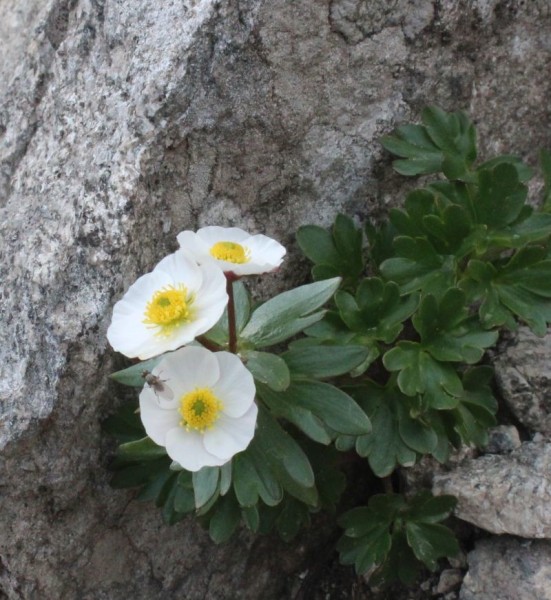 Foto vom 26. Juni, Naturstandort (© Spender 55)