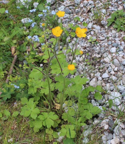 Foto vom 21. Juni, Naturstandort (© Spender 55)