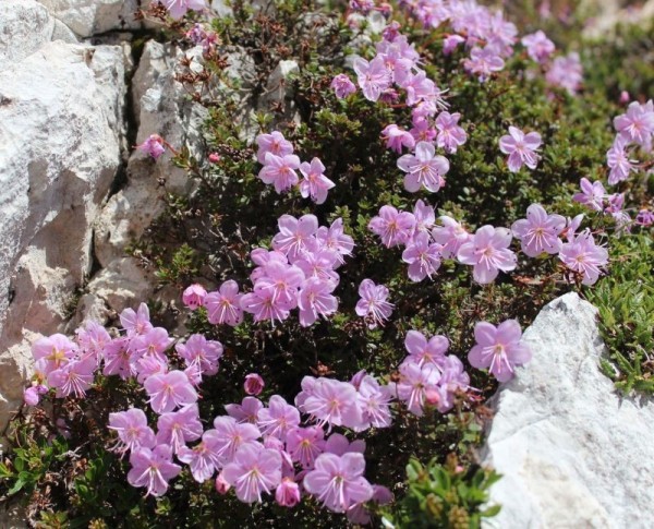 Foto vom 30. Juni, Naturstandort (© Spender 55)