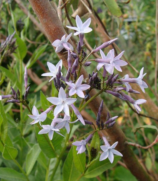 Amsonia orientalis, Foto vom 22.5. (© Spender 55)