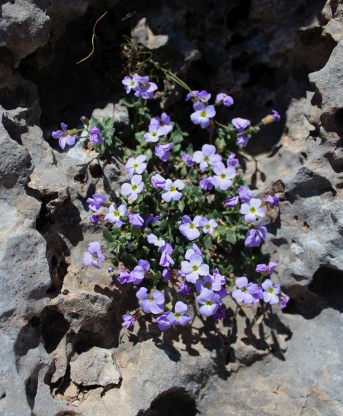 Foto vom 3.5. am Naturstandort Kreta (© Spender 55)