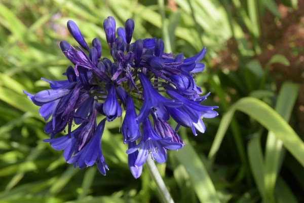 Agapanthus inapertus ssp. pendulus, Foto vom 11.8. (© Spender 253)