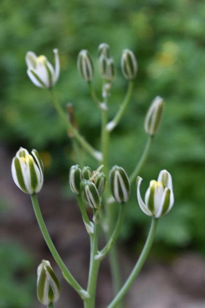 Albuca setosa, Foto vom 30.6. (© Spender 253)