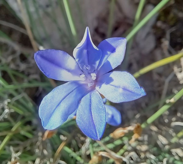 Aphyllanthes monspeliensis, Foto vom 28.5. (© Spender 55)