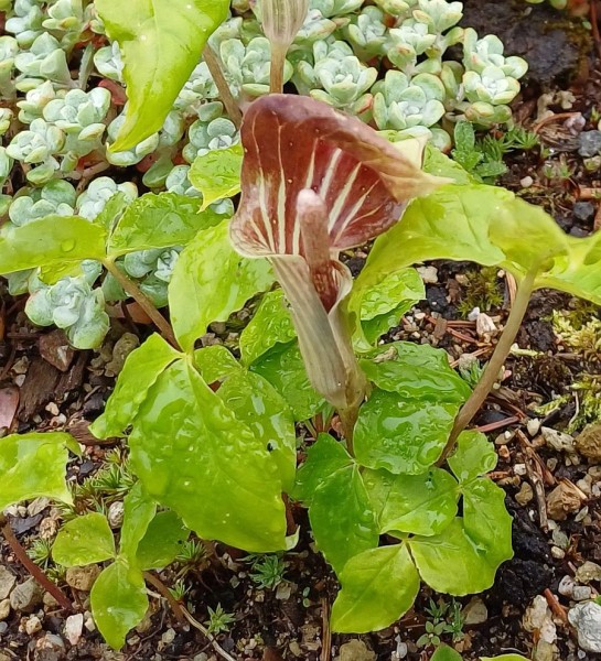 Arisaema triphyllum, Foto vom 13.5. (© Spender 55)