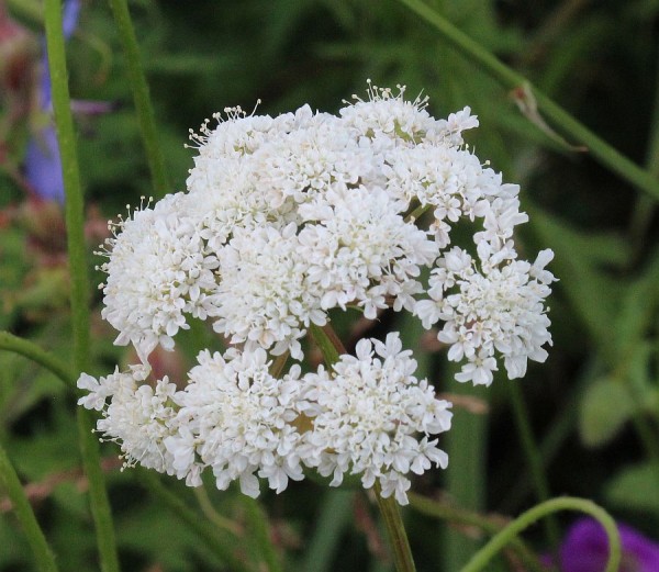 Bunium ferulaceum, Foto vom 30.5. (© Spender 55)