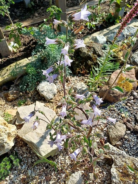 Campanula lyrata, Foto vom 6.6. (© Spender 55)