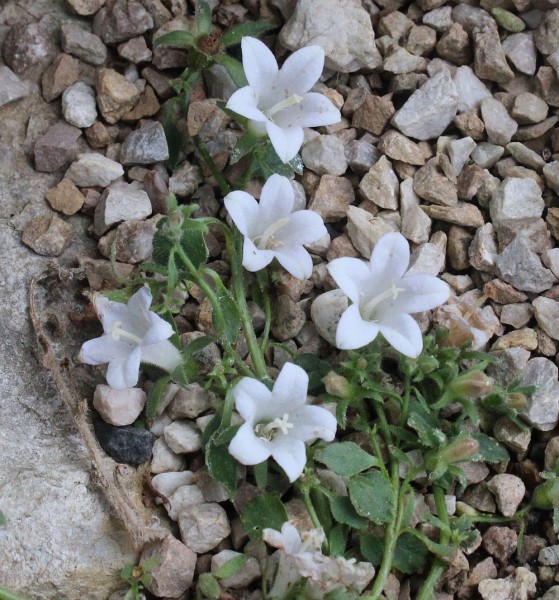 Campanula sartorii (© Spender 55)