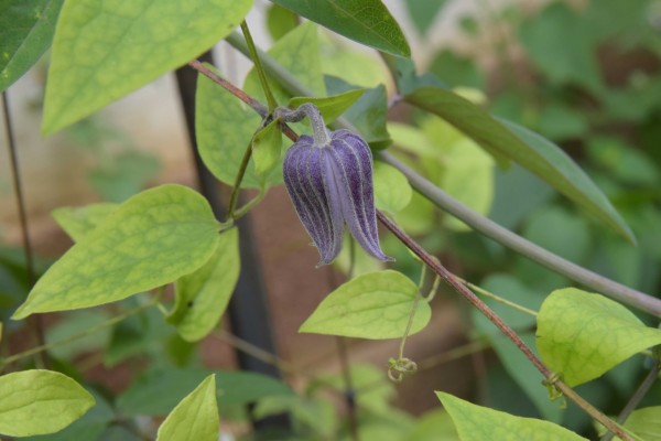 Clematis ianthina, Foto vom 19.8. (© Spender 253)